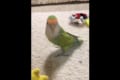 三三七拍子に合わせてノリノリなインコ♪ 軽快にリズムを刻んで最後は荒ぶる!?