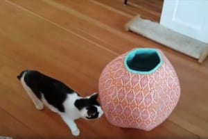 【動画】クッションに頭から飛び込むニャンコ…アスリートのように練習を重ねる