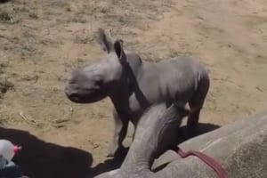 足を治療中のママ…サイの赤ちゃんは“ママが危ない”と勘違いして必死に守ろうとする！