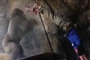 ガラス越しに逆立ちをしたらゴリラも逆立ち！奇跡のコラボレーションの瞬間