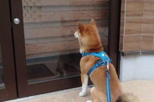 「なんてこった…！」ドッグカフェへ行くも定休日…途方に暮れる愛犬の背中に哀愁が漂う