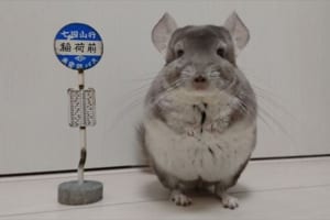 「本当にトトロいたんだもん！」…となりのトトロの名場面がチンチラで再現される！