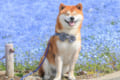 空の青とネモフィラの紫！爽やかすぎる世界に佇む柴犬が愛おしすぎると話題！