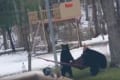 3匹のクマがハンモックでくつろごうとするも上手く乗れず…豪快にひっくり返っちゃった