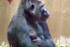 【動画】生まれたばかりの我が子をやさしく抱きしめる…ゴリラの母性愛に感動