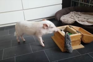 散らかったオモチャを、尻尾をフリフリさせながらせっせと片付けるブタが微笑ましい♪