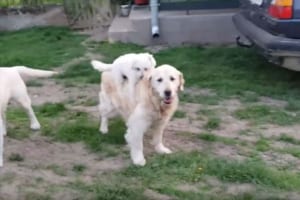 ゴールデン・レトリバーを乗りこなす小さなワンコ♪ 地面に落ちても再びひょいっと！