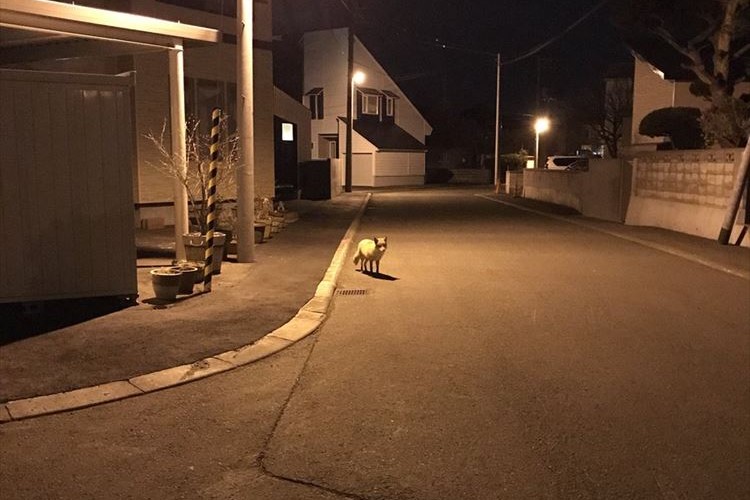 意外なストーカー現る!犬の散歩中、ずっとキタキツネにつけられていた…
