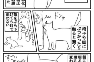 「もっと早く気付けていれば…」失明をしてしまった愛猫を描いた漫画に反響の声
