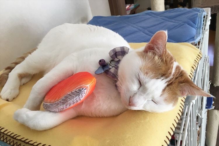 どんな夢を見ているのかな?鮭を抱きしめて眠るむぎちゃんが超キュート