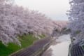 5キロ続く桜の隠れた名所!?奈良の佐保川沿いで咲き乱れる桜並木が圧巻の美しさ!