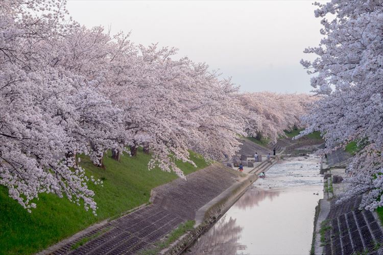 ５キロ続く桜の隠れた名所！？奈良の佐保川沿いで咲き乱れる桜並木が圧巻の美しさ！