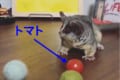 ボール遊びを楽しむ小型猿のピザトルくん、トマトに気付いた時の反応が超カワイイ！