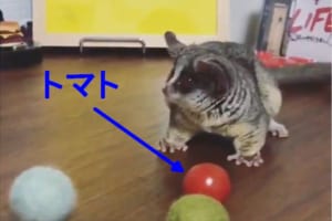 ボール遊びを楽しむ小型猿のピザトルくん、トマトに気付いた時の反応が超カワイイ！