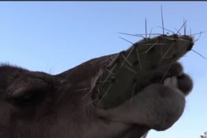 ねぇ、痛くないの！？トゲトゲのサボテンをむしゃむしゃ食べまくるラクダがマジ凄い！