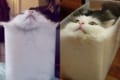 やっぱり液体だね!箱入り娘ならぬ『箱入り猫』が可愛すぎると話題に