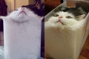 やっぱり液体だね！箱入り娘ならぬ『箱入り猫』が可愛すぎると話題に