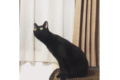 猫にもクラシックがわかる?オーケストラ演奏を聴いた黒猫の不思議な反応が可愛い!