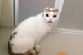 おやつで誘いこまれたお風呂場でガーン!5年ぶりのシャンプーに挑む猫さんの一部始終