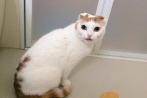 おやつで誘いこまれたお風呂場でガーン！5年ぶりのシャンプーに挑む猫さんの一部始終