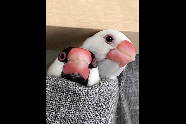 2羽ですっぽり幸せそう!仲良し文鳥たちがくつろいでいるこの場所は?