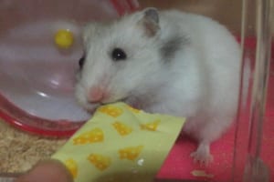 「お…美味しすぎるぅッ！」ハムハムピューレに感動したハムスターの衝撃リアクションに爆笑