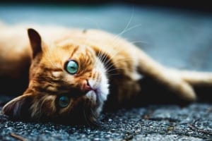 【メロメロ】“猫の可愛さに翻弄される人間たち”のエピソード8選【骨抜き】