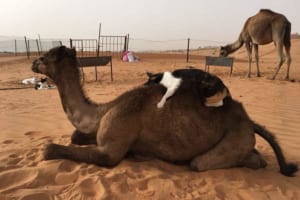 ずっと見ていられる…ニャンコとラクダの世界一かわいくて平和なハグが最高♡