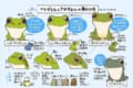 めちゃくちゃ細かくて分かりやすい！「アマガエルとアオガエルの見分け方」が話題に