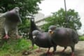 何から何まで可愛すぎ!「飛び降りる鳩たち」の姿を撮った写真が話題に