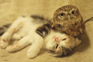 尊すぎる…３世代の猫ちゃんとフクロウのモフりあう姿が泣けるほど可愛い