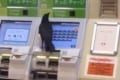 やっぱり賢いわ!切符を買おうとしたカラスの行動にビックリ仰天!