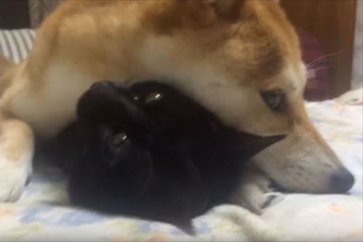 ニャンコへの愛が強すぎて離したくないワンコ…ニャンコはゆっくり眠れない!?