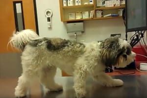 「よっぽど怖かったのだろう…」病院の検査台の上で完全にフリーズしたワンコ