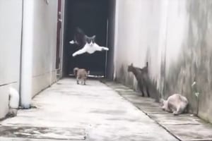 「まるで忍者のようだ」4匹のニャンコの躍動感、連動した動きがスゴイ！