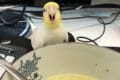 「このスープは私のもの!」飼い主のスープの横取りを画策…警戒しすぎて飲めずじまいのオカメインコ