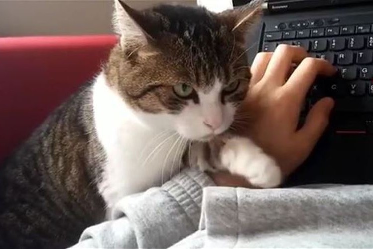 そ~っと、そ~っと忍者のように… 飼い主にバレないように何かをしようとしている?