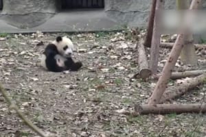 大好きなオモチャを取り上げられたパンダが激おこ！→転がって可愛らしい反抗を見せる