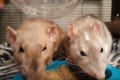 2匹のネズミが仲良くエサを食べているかと思いきや…白熱のバトルが勃発!どっちが勝った!?