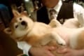 バーで愛されているワンコ…抱っこされてされるがまま♪ BGMもハマってる(笑)