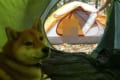 キャンプ場でワンコが運命の出会い!?その瞬間をとらえた1枚の写真が話題に