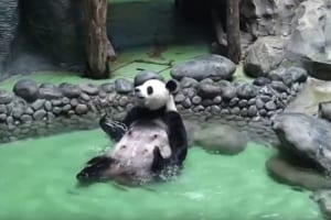 まるでオッサンのよう…めちゃめちゃ気持ち良さそうなパンダのバスタイム