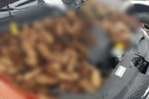 車のエンジンルームに大量に入っていたものにビックリ！入れた犯人にもビックリ！？