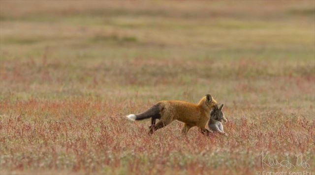 これが自然界の厳しい現実かぁ キツネと鷲の強奪戦をとらえた写真が話題に Fundo