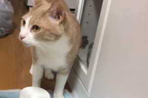「これぼくのお水だよね？」堂々たる姿でニャンコの水を飲むおもろカワイイ犯人とは！？