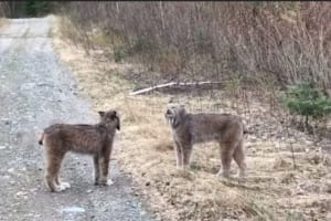 街中でケンカしているおじさんみたい！マジギレなオオヤマネコの叫び声がちょっと面白い