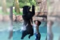 中に人が入っているでしょ!?男の子の真似をしてジャンプしまくるクマさんが激カワ!