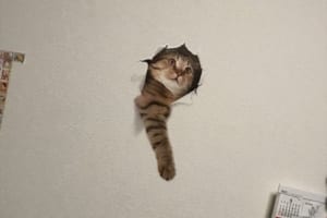 一瞬ビビるけど超かわいい！壁を突き破る猫ちゃんの壁紙シールが話題に