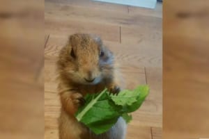 キッチンに妖精あらわる！もぐもぐする姿が最高にキュートなプレーリードッグ