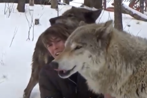懐きすぎてもっふもふ！撮影の邪魔をしまくる甘えんぼオオカミたちが可愛い